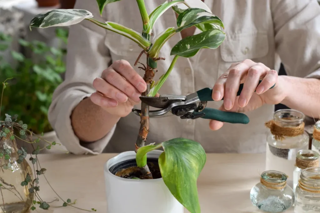 green congo philodendron pruning