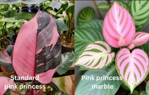 Pink Princess Philodendron vs marble