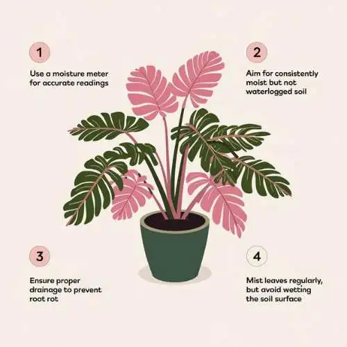 Philodendron pink princess soil monitoring