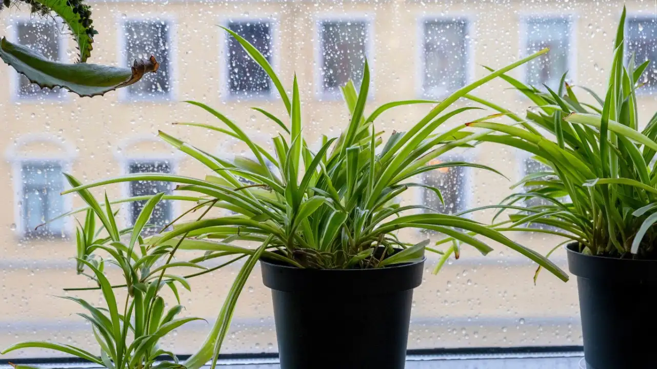 spider Plants Purify Indoor Air Effectively