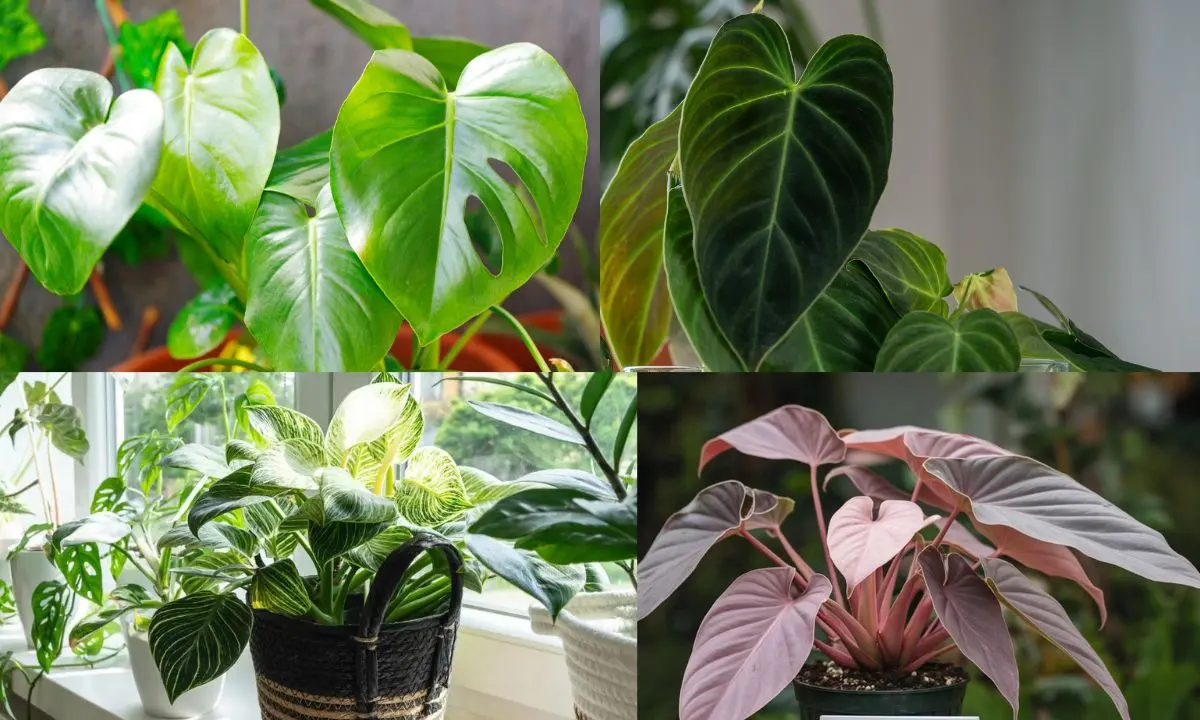 philodendron common varieties