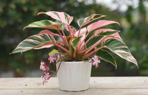 Philodendron pink princess features