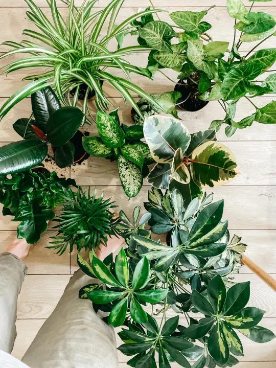 What are some common philodendron varieties