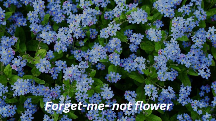 Can forget me not plant be Planted hydroponically Indoors?