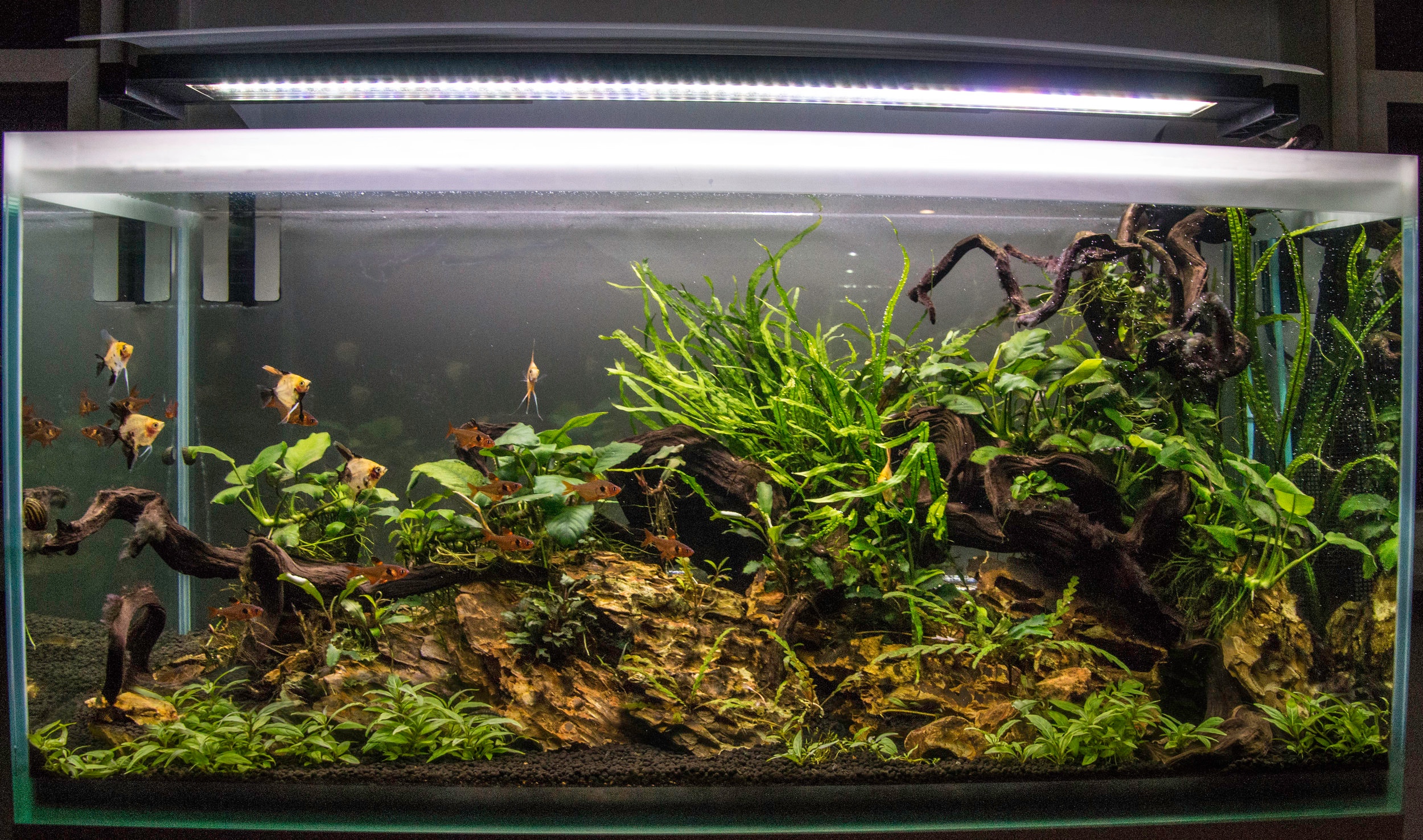 Epiphyte Aquarium Plants List: Top 10 Must-Have Species