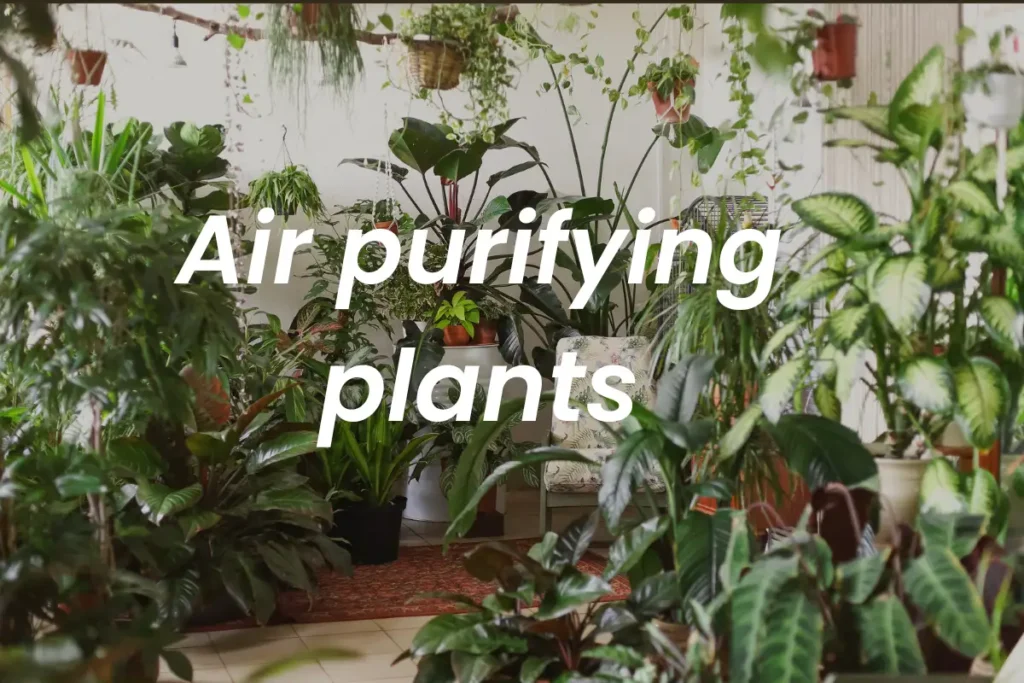 Air purifying plants