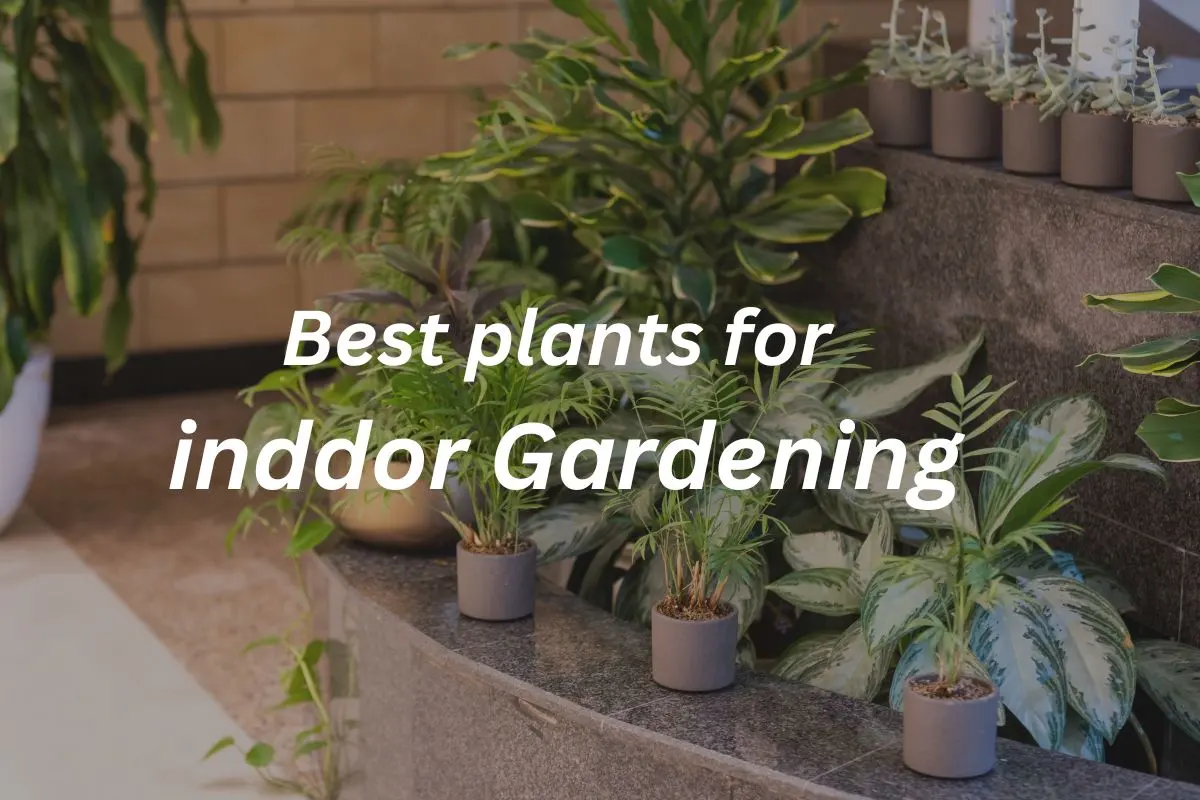 Best  plants for indoor gardening