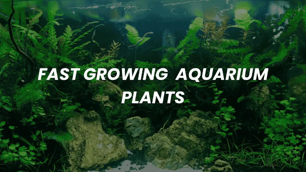 Fast growing aquarium plants