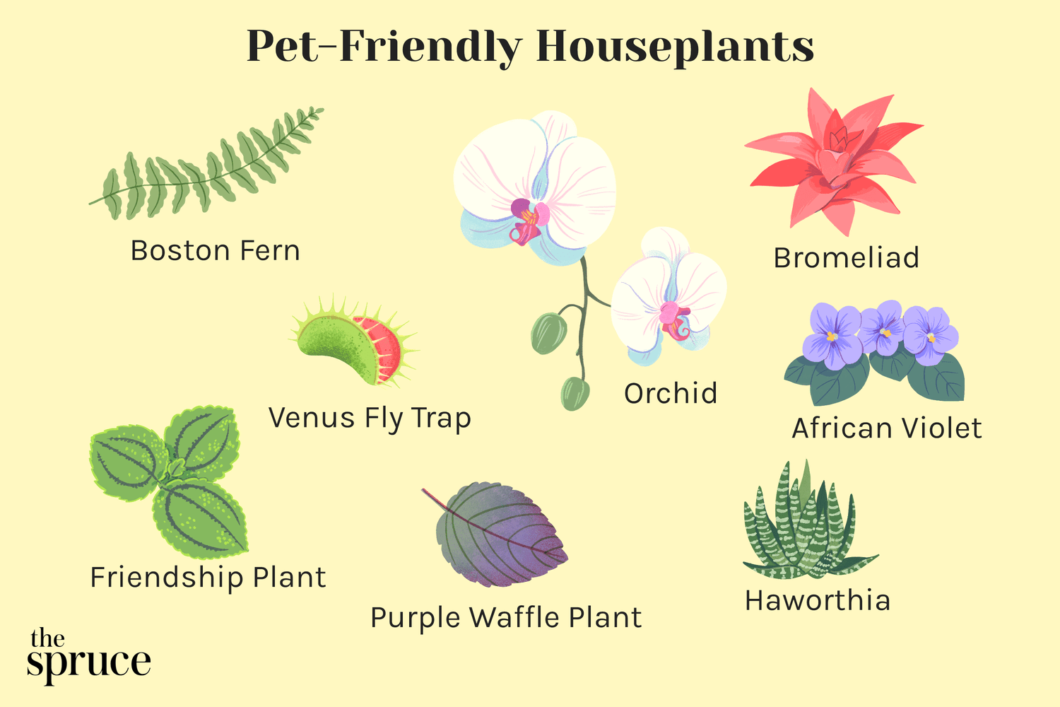 Are Indoor Flowers Safe for Pets?