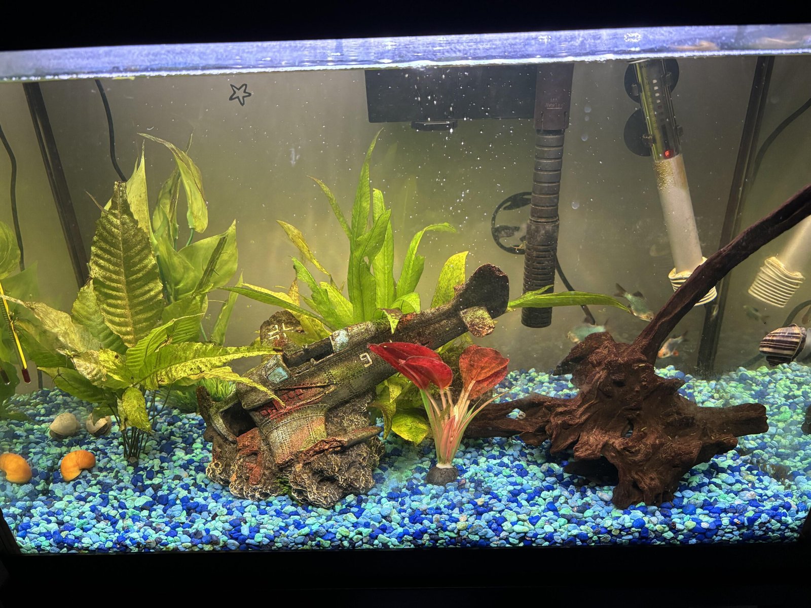 Are Live Aquarium Plants Worth It?