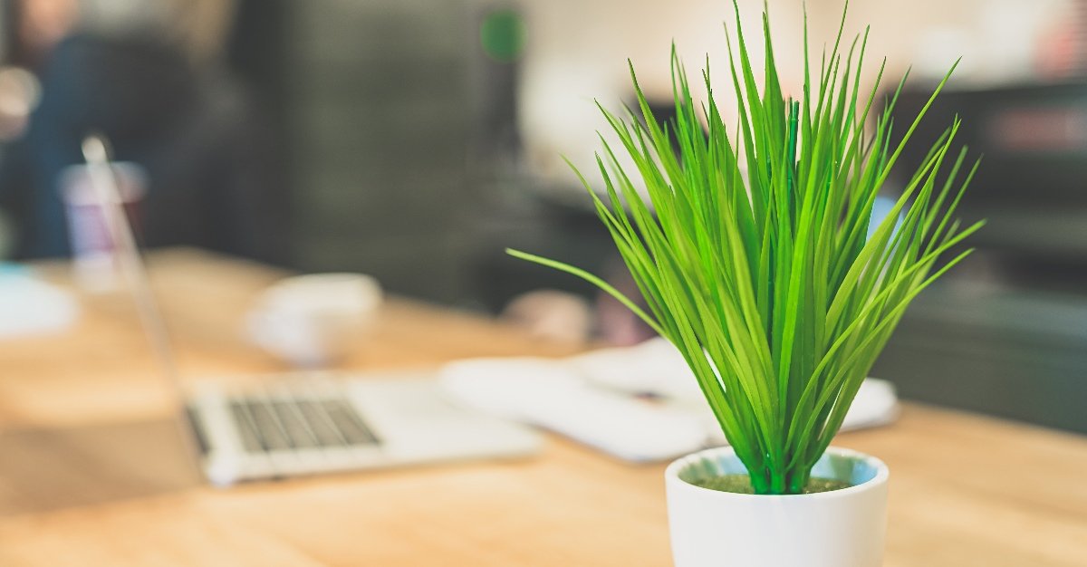 Are Small Plants Good for Mental Health?