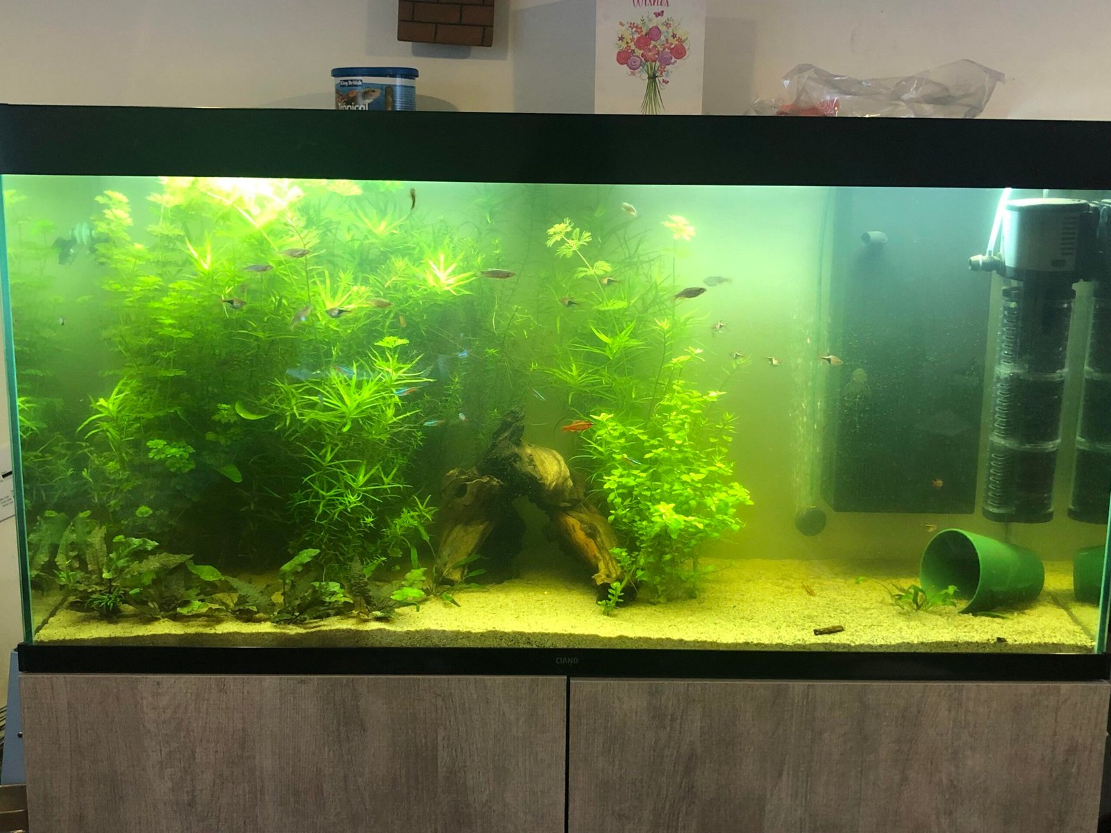 Can Aquarium Plants Reduce Algae?