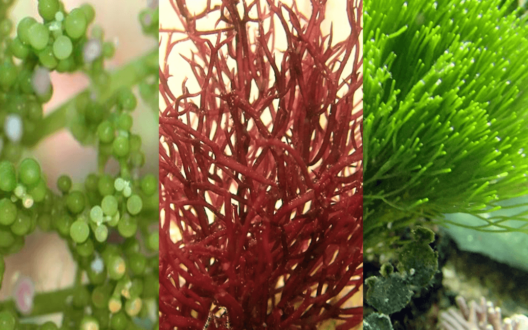 Can Aquarium Plants Survive in Saltwater?