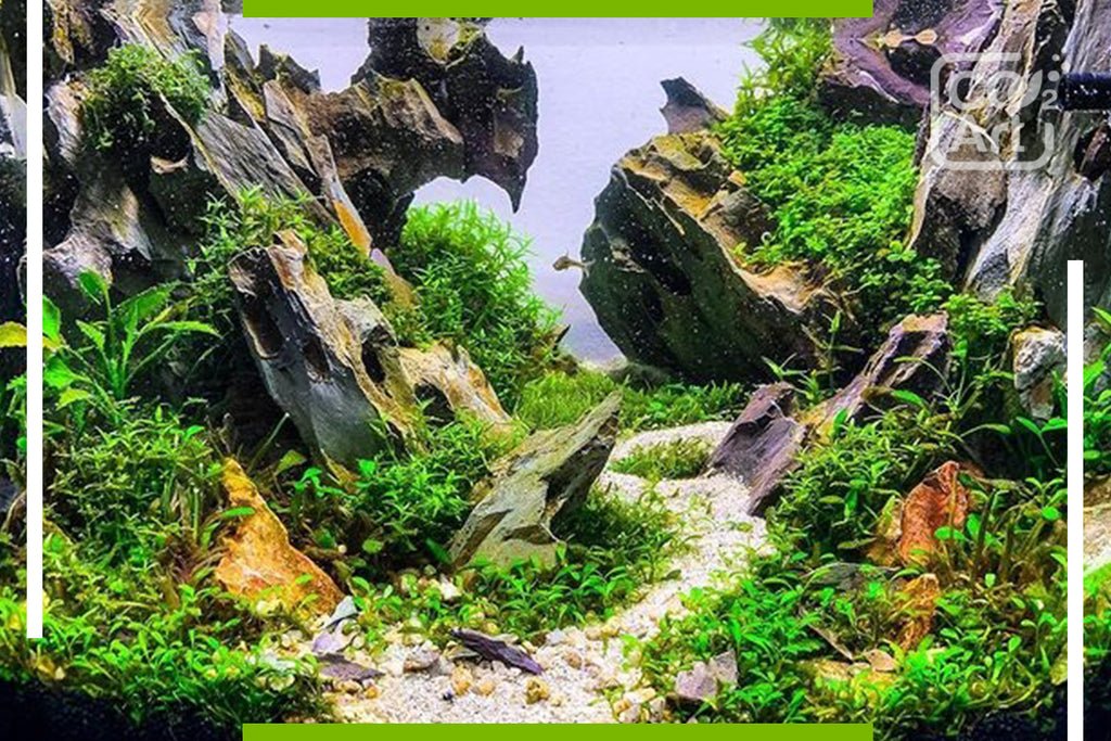 Can Aquarium Plants Survive Without Co2?