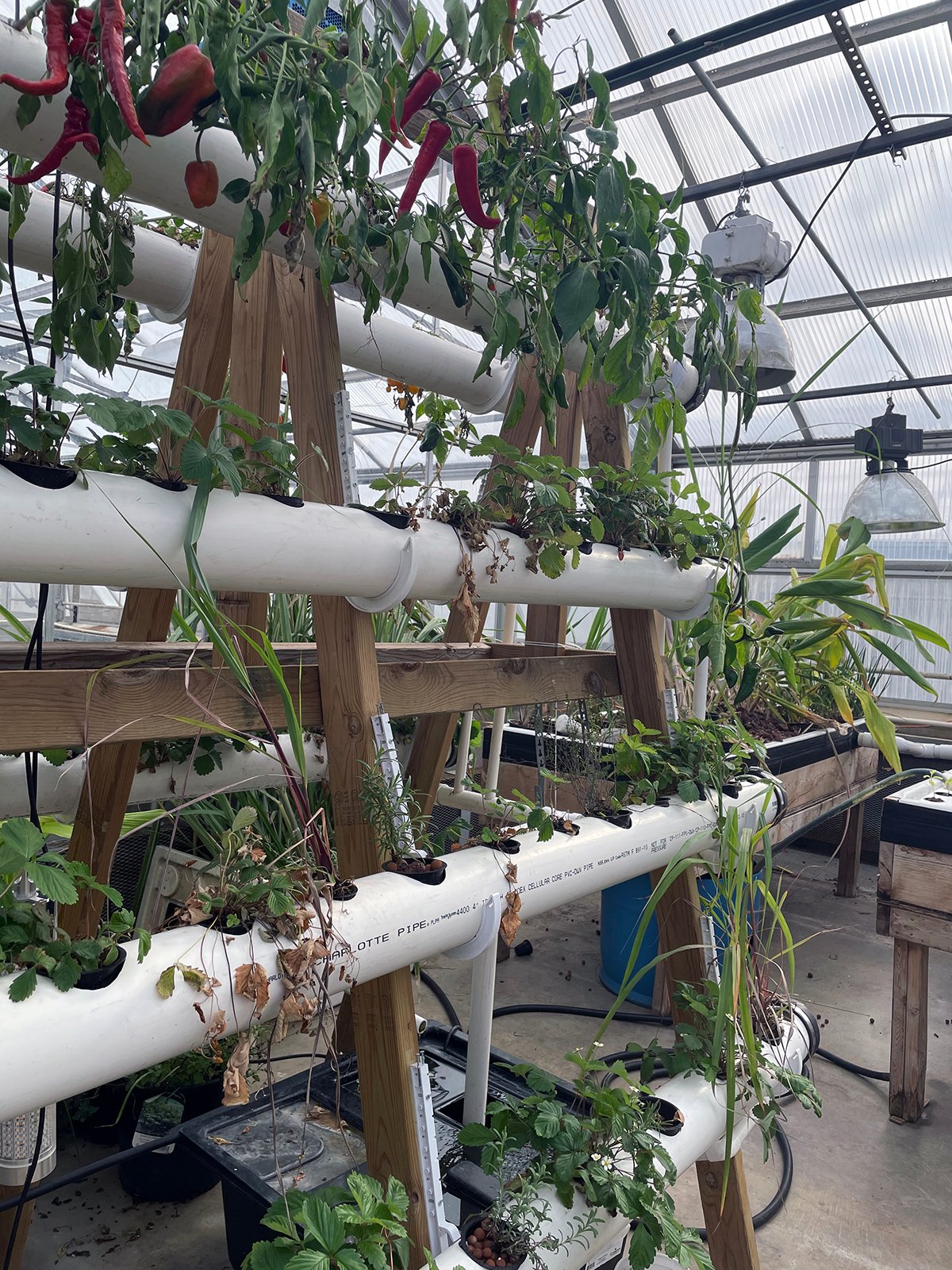 Can Hydroponic Plants Grow Indoors?