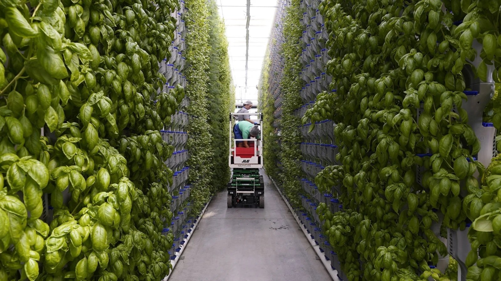 Can Hydroponic Plants Grow Without Soil?