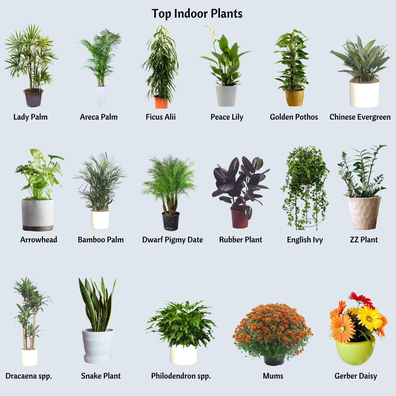 Can Small Plants Improve Air Quality?