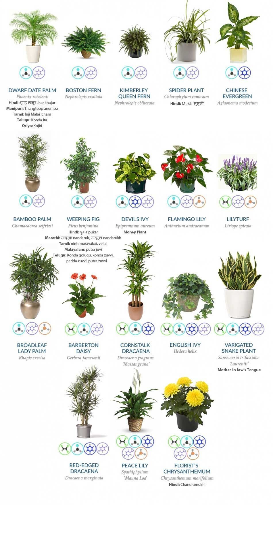 Can Small Plants Purify the Air?
