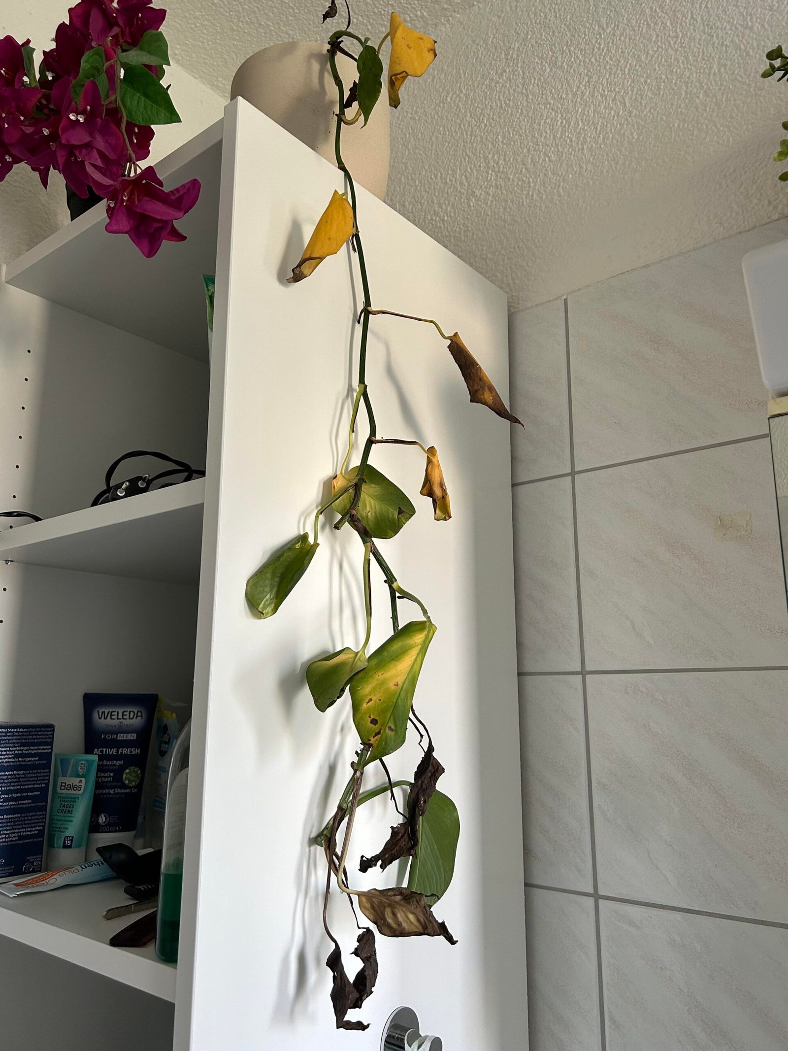 Can Small Plants Survive in Low Light?