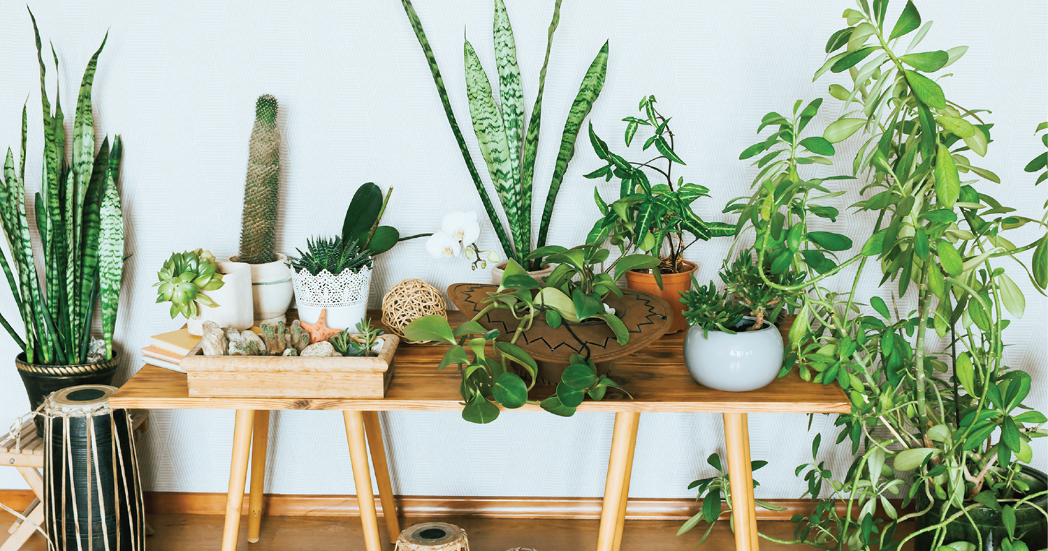 Can Small Plants Survive Without Sunlight?