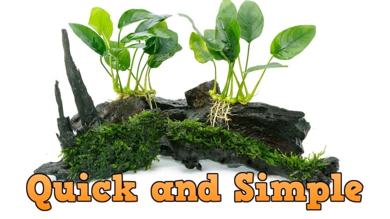 How to Attach Plants to Driftwood in an Aquarium?