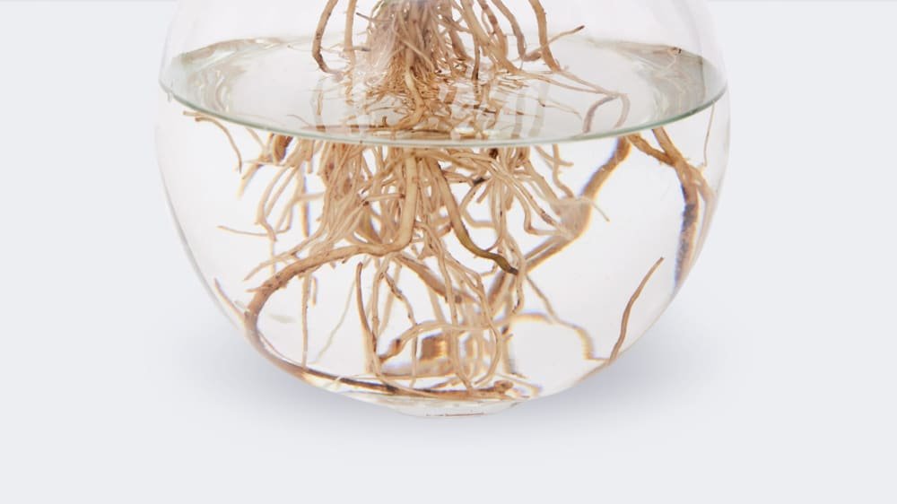 How to Care for Hydroponic Plants?