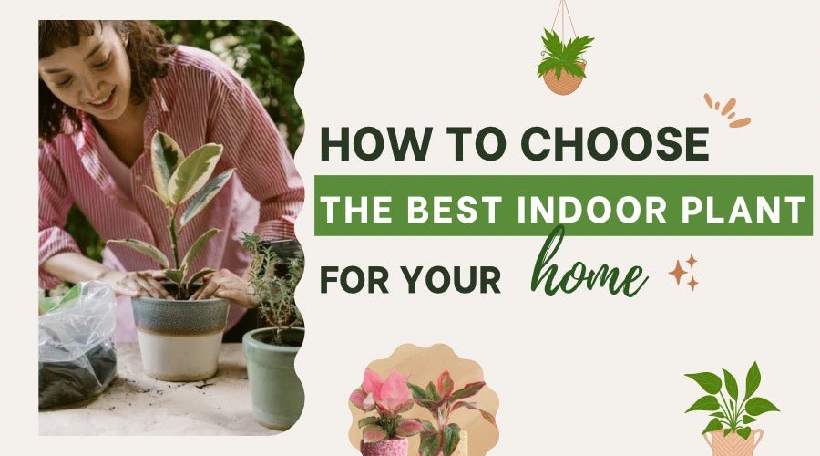 How to Choose Indoor Flower Plants?