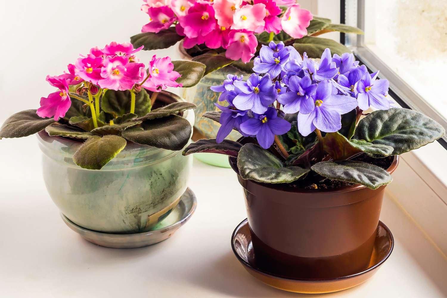 How to Grow Flowers Indoors?
