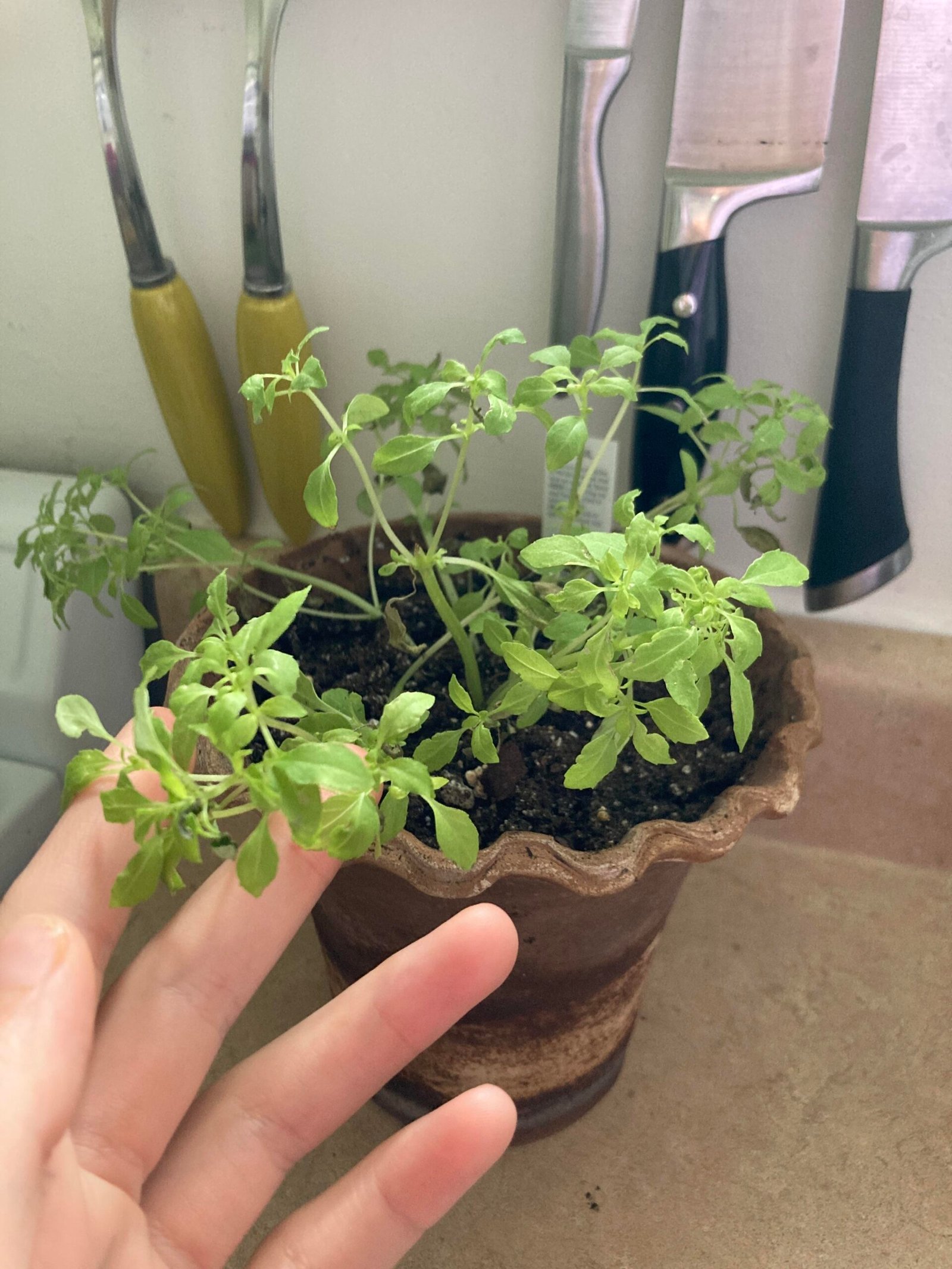 How to Keep Small Plants Healthy?