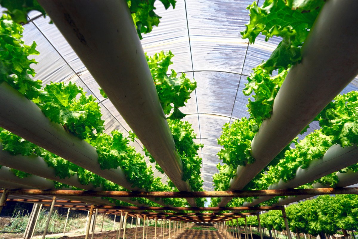 How to Maintain Hydroponic Systems?
