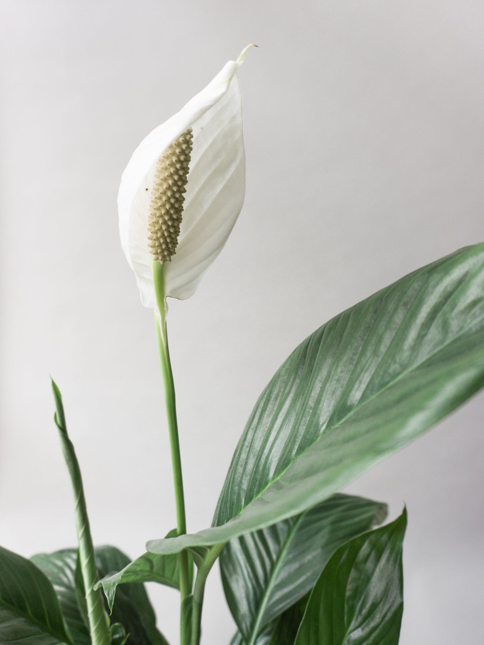 How to Make Flowers Bloom Indoors?