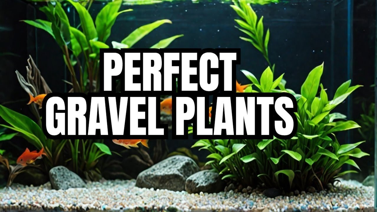 How to Plant Aquarium Plants in Gravel?