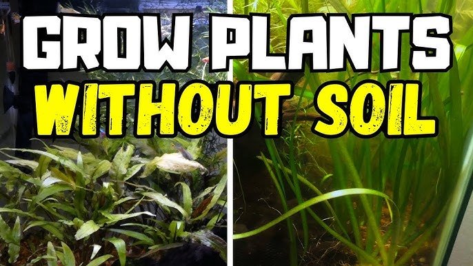 How to Plant Aquarium Plants Without Soil?