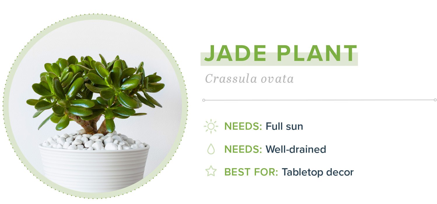 How to Propagate Small Indoor Plants?