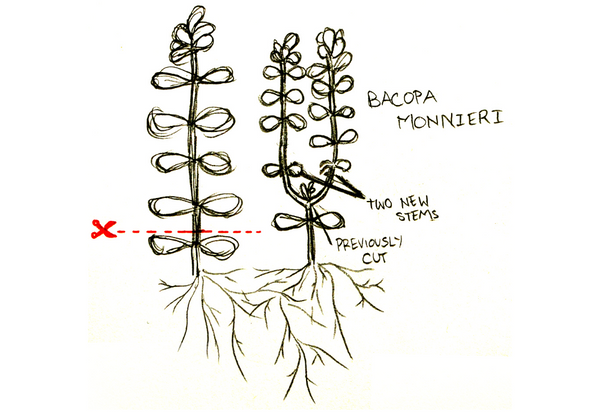 How to Trim Aquarium Plants?