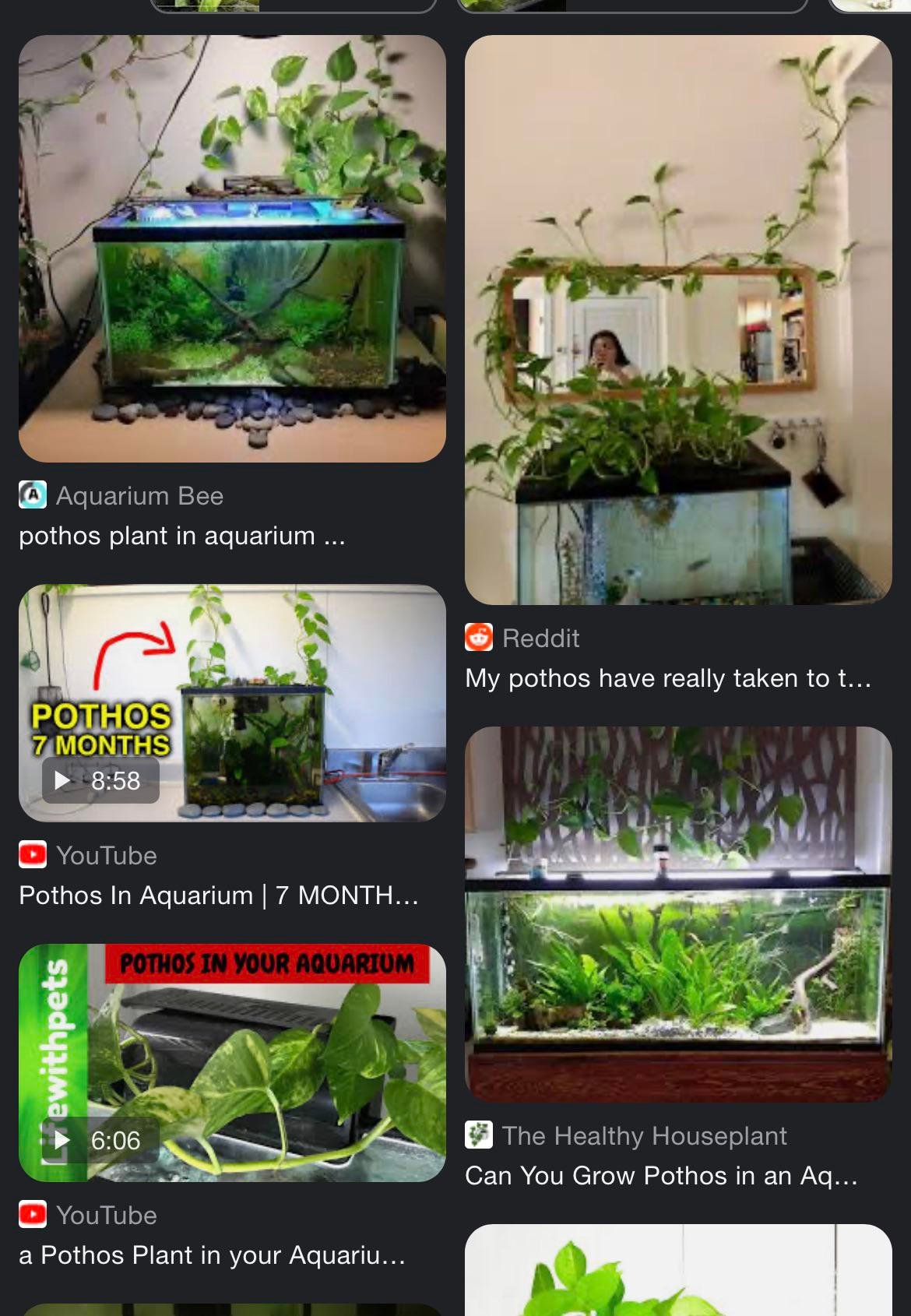 What Aquarium Plants are Safe for Fish?