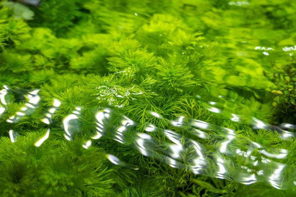 What are Fast-Growing Aquarium Plants?