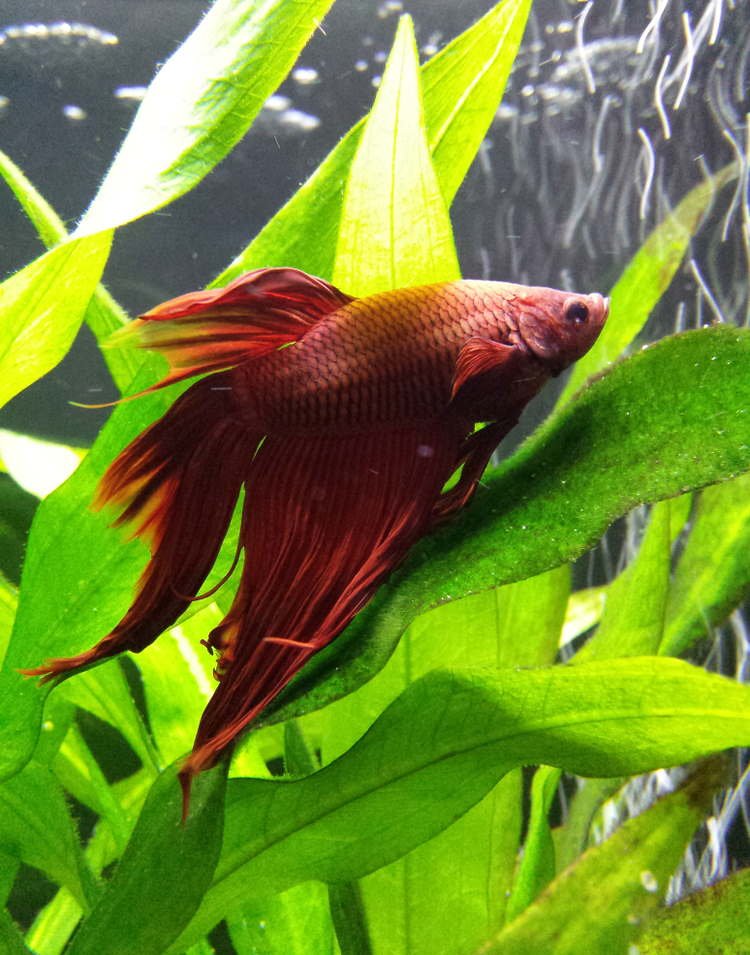 What are the Best Aquarium Plants for Betta Fish?