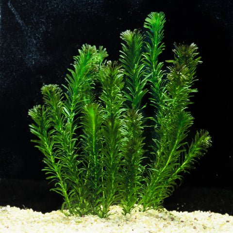 What are the Best Aquarium Plants for Oxygen?
