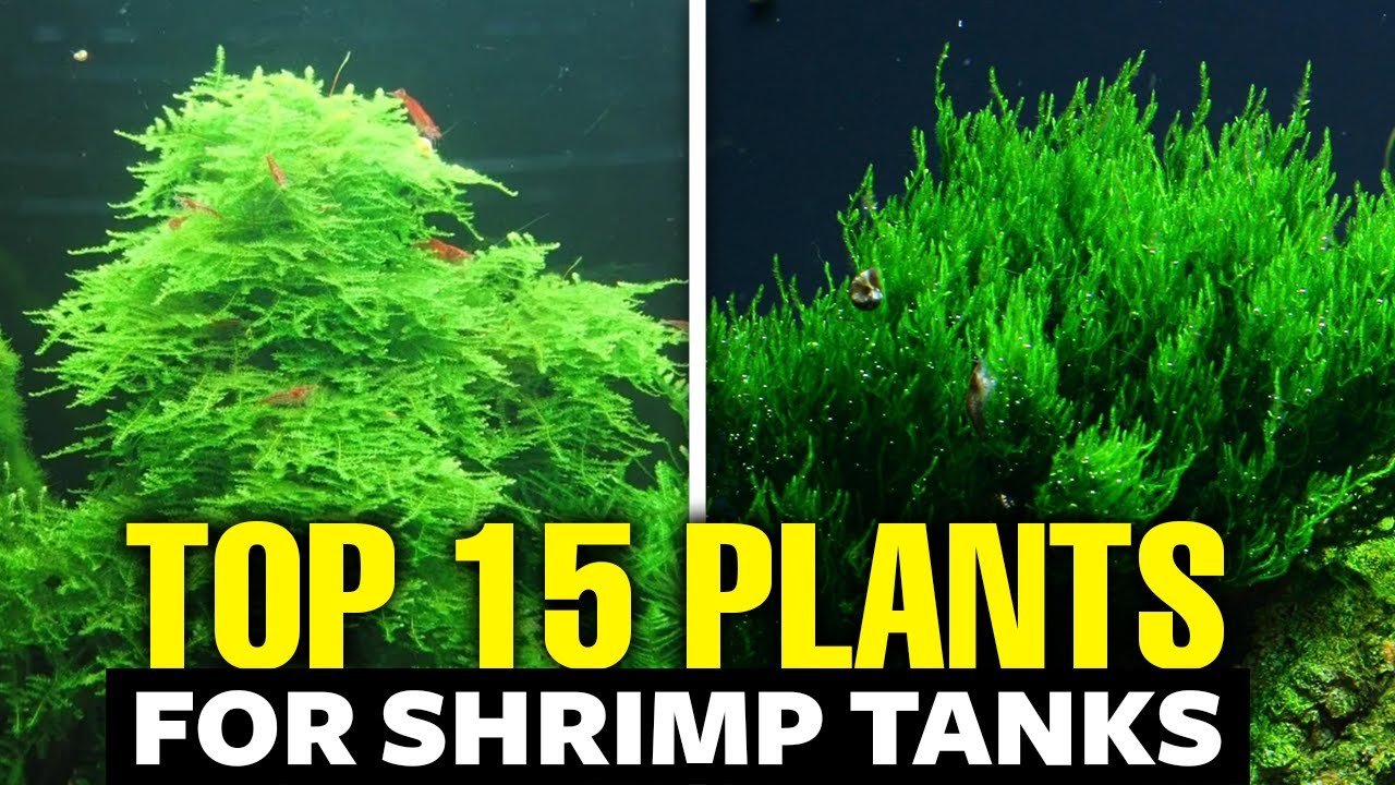 What are the Best Aquarium Plants for Shrimp?