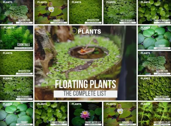 What are the Best Floating Aquarium Plants?