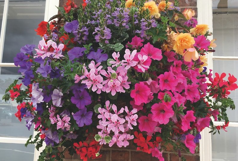 What are the Best Hanging Flowers?