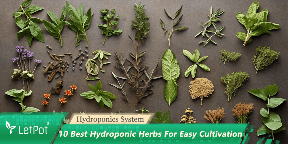 What are the Best Herbs for Hydroponics?