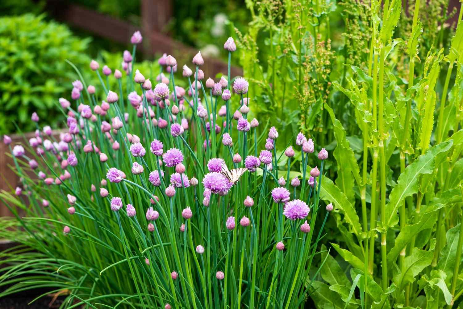 What are the Best Small Outdoor Plants?