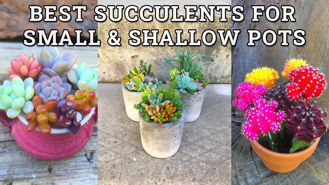 What are the Best Small Succulents?