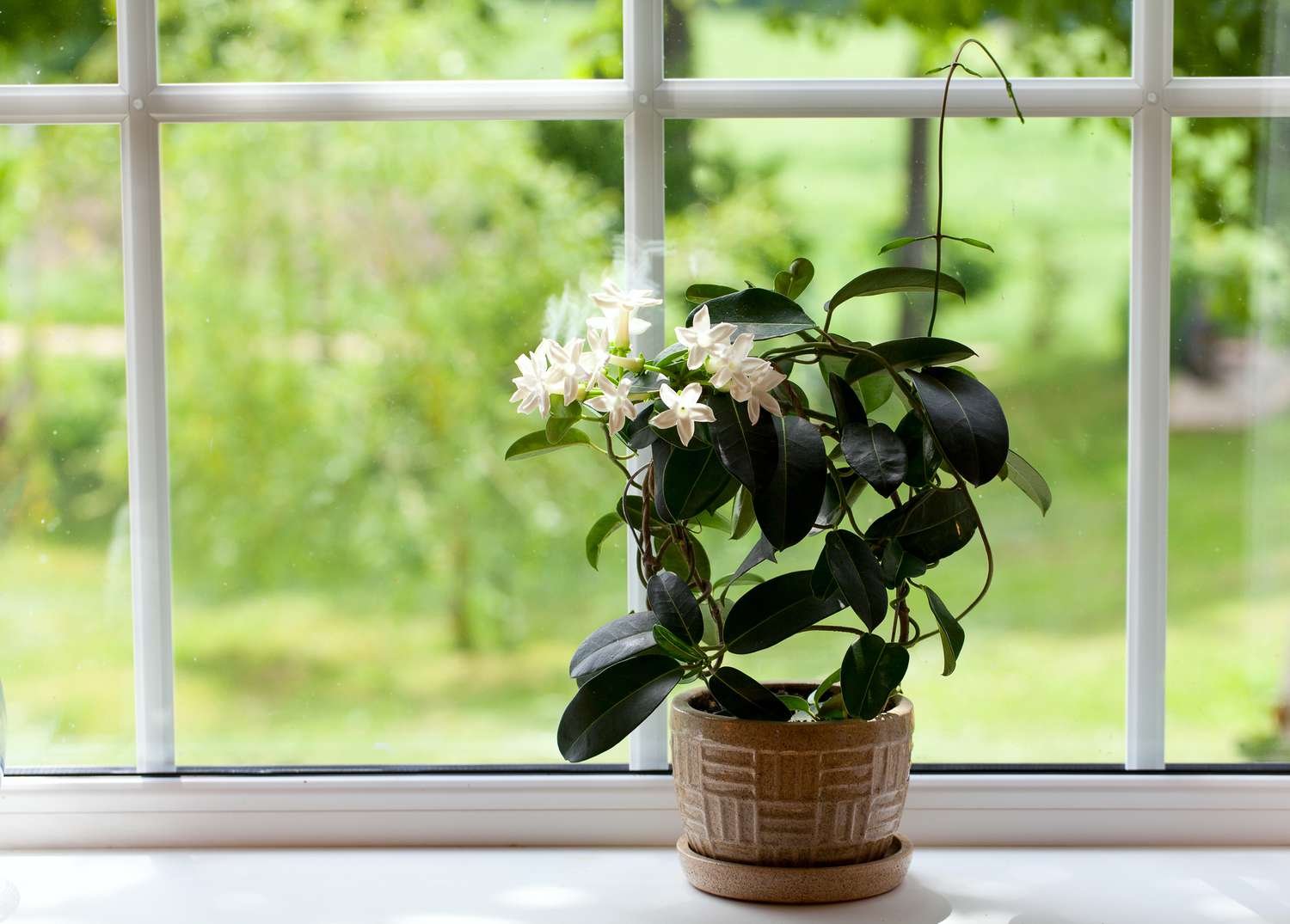 What are the Best-Smelling Indoor Flowers?