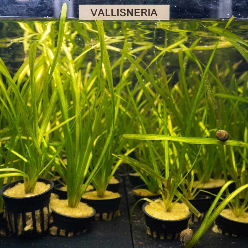 What are the Best Tall Aquarium Plants?