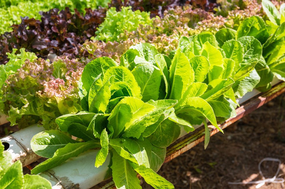What are the Best Vegetables for Hydroponics?
