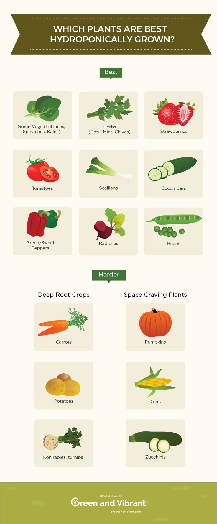 What are the Easiest Plants to Grow Hydroponically?