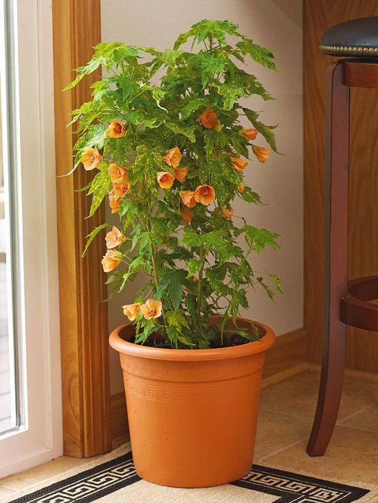 What are the Longest-Blooming Indoor Flowers?